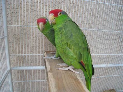 Mexican Red Headed Amazons Parrot All Parrots Fertile Eggs