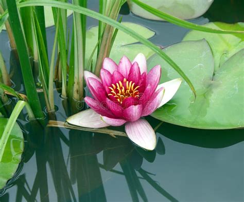 Pink Water Lily And Lily Pads In Pond Stock Photo Image Of Garden