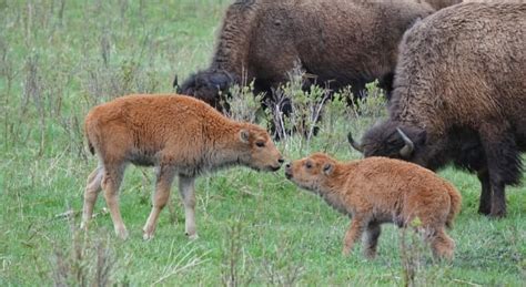 Where To See The Bison Roam In Alberta According To Naturalist Brian Keating Planet Concerns