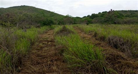 Reforesting Former Pastures In St Croix Us Virgin Islands