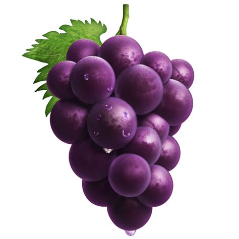 Grape Hand Painted Purple Grapes Png Download 600600 Free