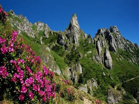 Splendoarea Bujorului De Munte In Muntii Ciucas Natural Landmarks