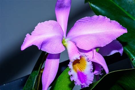 Orquídeaflor Nacional Ferrominera Orinoco Ca