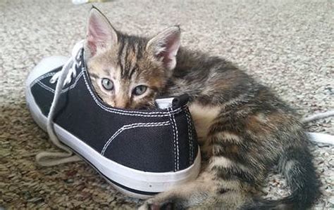 21 Photos Of Shoe Obsessed Cats That Will Make You Laugh Thecatsite