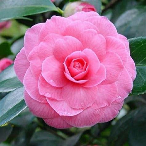 Jual Tanaman Bunga Camelia Pink Shopee Indonesia