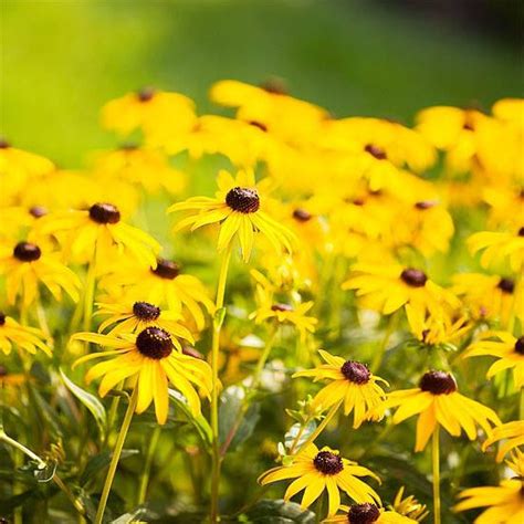 Цвете с жълти цветя: име, описание и снимка. Жълти градински цветя