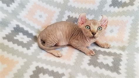 Sphynx Kittens For Sale Kitten For Sale Hairless Cat