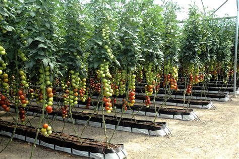 Infinite Tomatoes Via Hydroponics Hydroponic Farming Vertical Garden