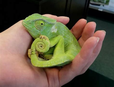 This Is My Tail Chameleon Pet Cute Animals Cute Reptiles