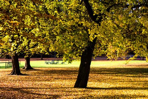 Free Images Tree Nature Field Lawn Sunlight Morning Leaf
