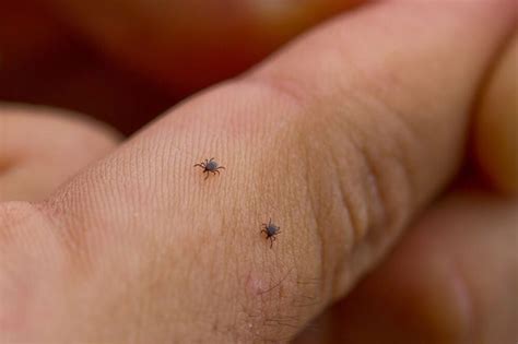 Ticks Create New Threat In Pa This Season Mission Mosquito
