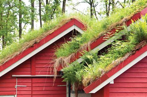 Grow A Living Roof Or Green Roof Sustainable Living Special Finds
