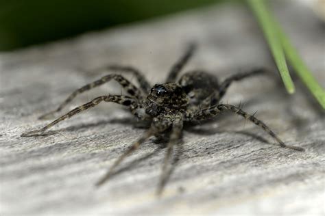 The 10 Most Common Types Of House Spiders