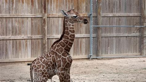 Abilene Zoo Welcomes Baby Giraffe