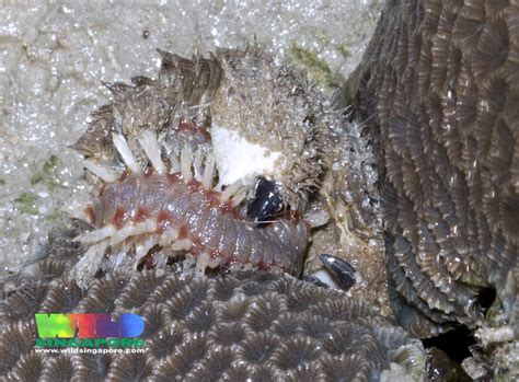 Hairy Crab Pilumnus Sp Eating A Reef Worm Flickr