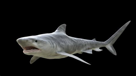 Tiger Shark 3d Model By Viverna