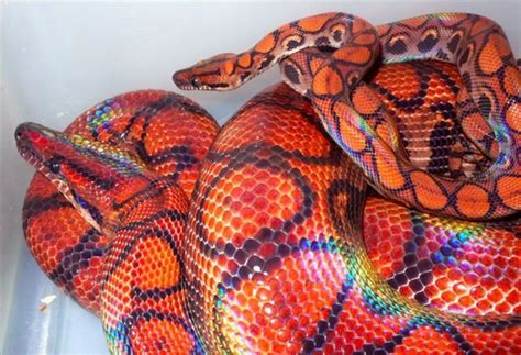 Brazilian Rainbow Boa Brazilian Rainbow Boa Reptiles Pretty Snakes