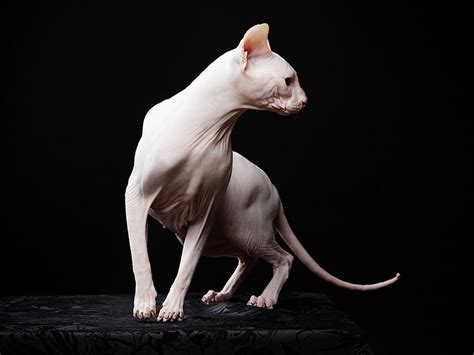 Сфинкс By Sergey Smirnov 500px Hairless Cat Albino Animals