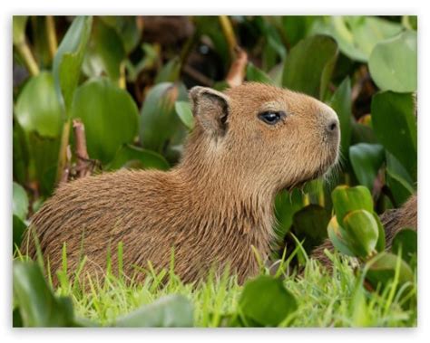 Baby Capybara Wallpaper