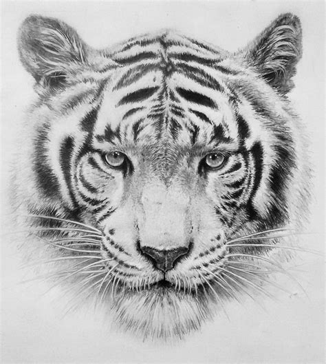 Tiger Sketchs And Drawings With Simple Drawing Sketch Art Drawing