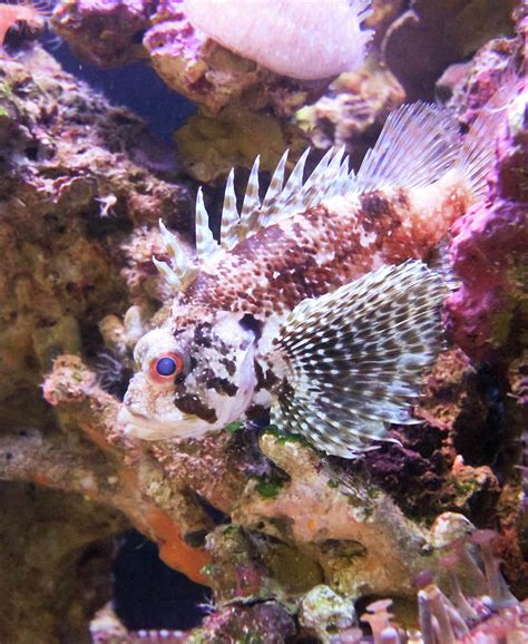 A Venomous Scorpion Fish Or Lionfish Maui Hawaii