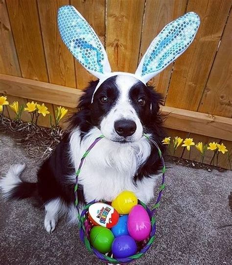 16 Funny Dogs Who Believe They Are Easter Bunnies Page 2 Of 3