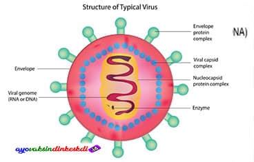 Struktur Virus Dan Fungsinya Beserta Penjelasannya Lengkap Gambaran