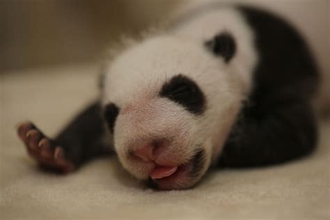 Newborn Pandas Growing In Chengdu 7 Cn