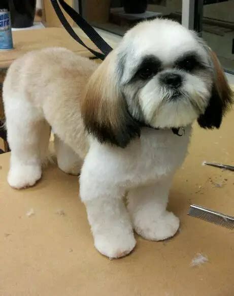 Top 10 Popular Shih Tzu Haircuts 30 Pictures The Paws