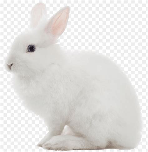 White Rabbit Png Image White Rabbit Transparent Background Png