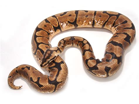 Spotted Web Morph List World Of Ball Pythons
