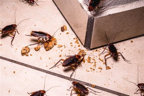 7 Tips To Prevent A Home Cockroach Infestation Avoid Cockroaches