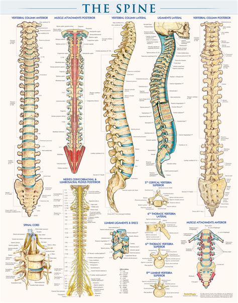 Quickstudy The Spine Laminated Poster