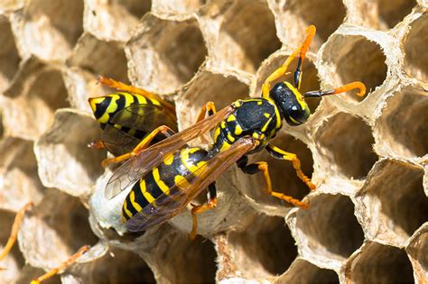Bee Pest Control In London Greater London Pest Control Services