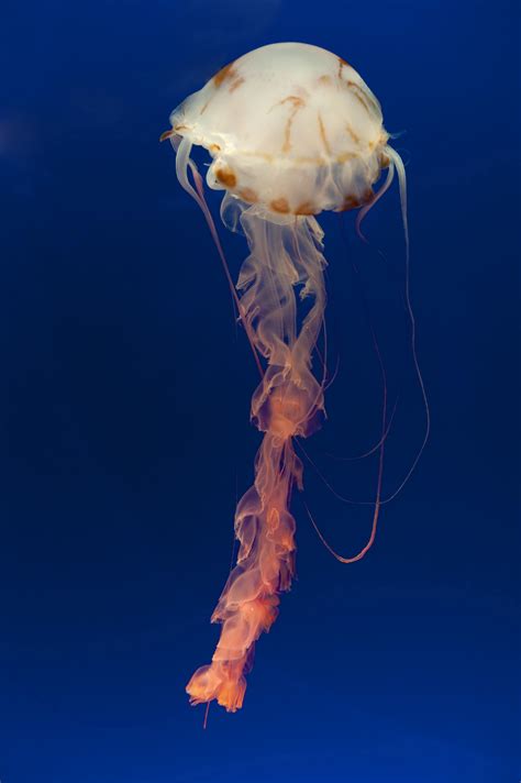 Jellyfish With Long Colourful Tentacles 6707 Stockarch Free Stock