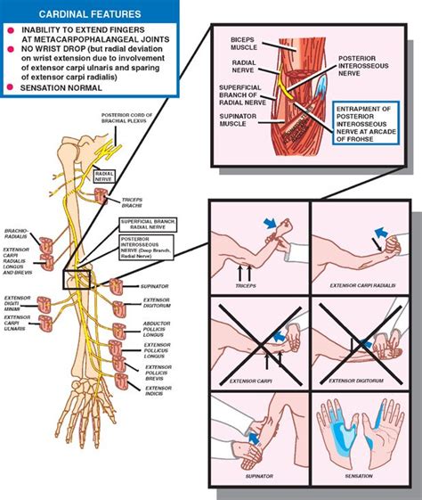 Peripheral Nerves Neupsy Key Peripheral Nerves Muscle Testing