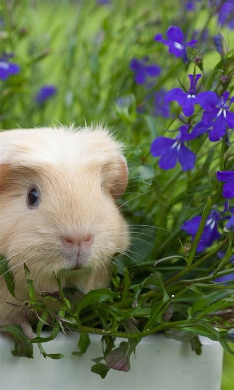 Guinea Pig And Flower Wallpaper Wallpapers With Hd Resolution