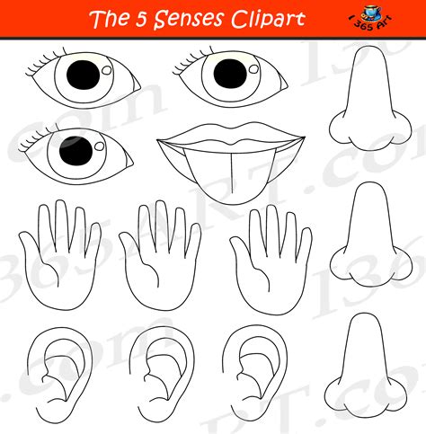 5 Senses Clipart Bundle Graphic Set Educational Images Clipart 4 School