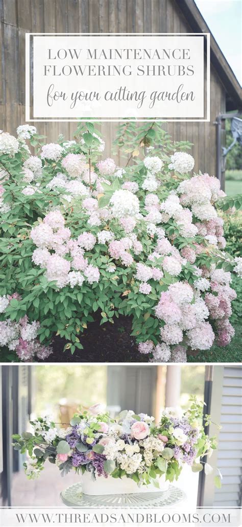 5 Low Maintenance Flowering Shrubs For Your Cutting Garden