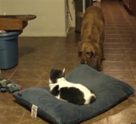 Cat Steals Dogs Bed And Dog Isnt Having It Video Huffpost