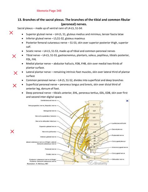 Branches Of The Sacral Plexus Golden Notes 13 Branches Of The