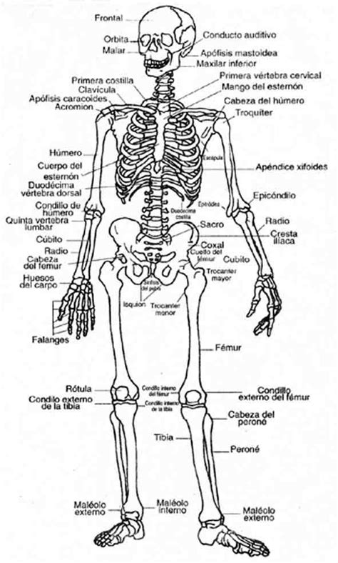 Imágenes Del Esqueleto Humano Con Nombres Esqueleto Humano