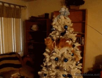 My first 200$ drone got stuck in a tree and broke one of the motor becuase i lost control and couldn't stop the rotation while it hit the. Cats vs Christmas Trees: A Holiday GIF Collection
