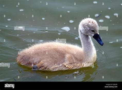 Ugly Duckling Swan Hi Res Stock Photography And Images Alamy