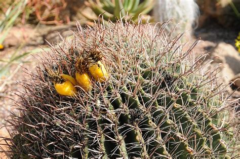 Arizona Barrel Cactus Photograph By Paul Moore Pixels