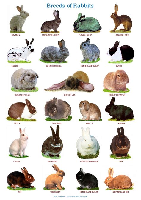Pet Rabbit Breeds Anna Blog