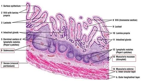 Ileum Structure And Function The A Level Biologist Your Hub