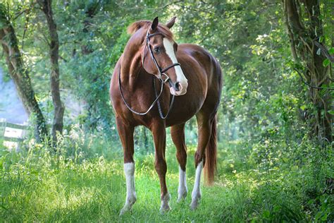 Melinda Brown Arts All Creatures Photography