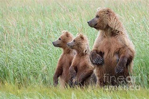 Pin On Bears From Lake Clark National Park Alaska