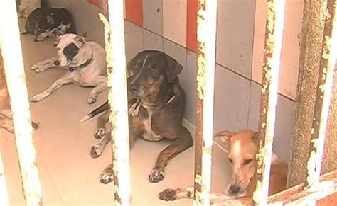 Activists Allege Horrifying Dog Abuse Under Chennai Bodys Watch